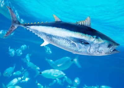 Management and conservation of Bluefin Tuna