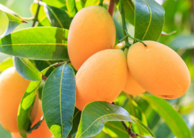 Efficient mango drying
